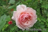 A Shropshire Lad