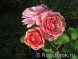 Stefanie´s Rose 