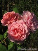 Stefanie´s Rose 