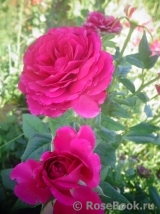 Johann Wolfgang von Goethe Rose®