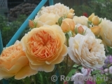 Crown Princess Margareta®