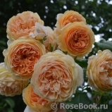 Crown Princess Margareta®