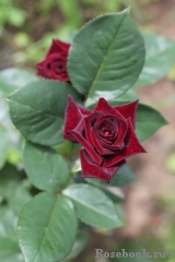 Black Baccara