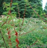 Rosa sericea Pteracantha 