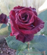 Black Baccara