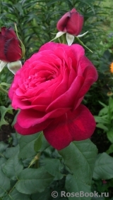 Johann Wolfgang von Goethe Rose®