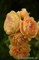 Crown Princess Margareta®