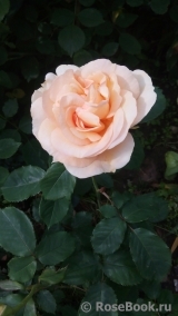 Churchill Rose, The