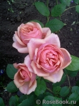 Stefanie´s Rose 