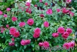 Ivor's Rose