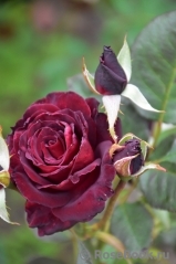 Black Baccara