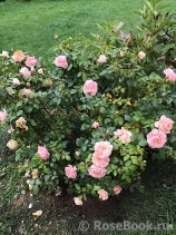 Garden of Roses 