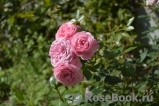 Starlet®-Rose Eva®