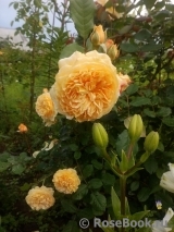 Crown Princess Margareta®