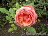 Stefanie´s Rose 