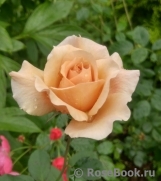 Julia's Rose