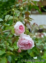 The Wedgwood Rose