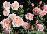 Rose de Tolbiac ®