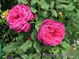 Johann Wolfgang von Goethe Rose®