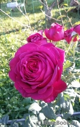 Johann Wolfgang von Goethe Rose®