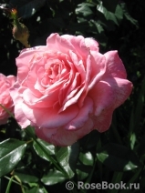 Equity Rose