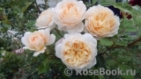 Crocus Rose® 