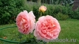 Abraham Darby