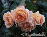 Crown Princess Margareta®