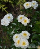 Bees Paradise Rose White