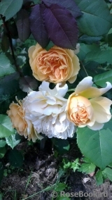 Crown Princess Margareta®