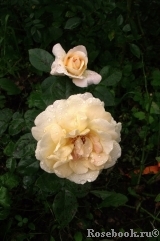 Hermann-Hesse-Rose ®