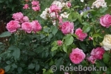 La Rose de Molinard ®