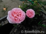 Abraham Darby