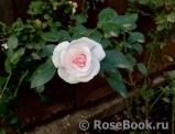 Aspirin Rose