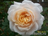 Crocus Rose® 