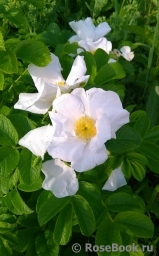 Rosa rugosa f. Alba Rehder