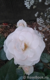 Aspirin Rose