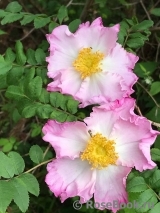 Rosa roxburghii normalis