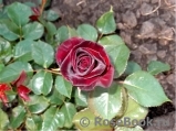 Black Baccara