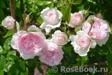 The Wedgwood Rose