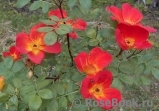 Rosa foetida Bicolor