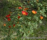 Rosa foetida Bicolor