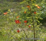 Rosa foetida Bicolor