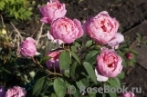 The Alnwick Rose