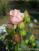 Festival des Jardins de Chaumont