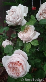 Ambridge Rose 