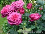 Johann Wolfgang von Goethe Rose®