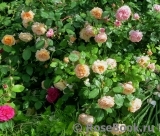 Crown Princess Margareta®