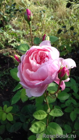 The Alnwick Rose