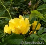 Tibet Rose